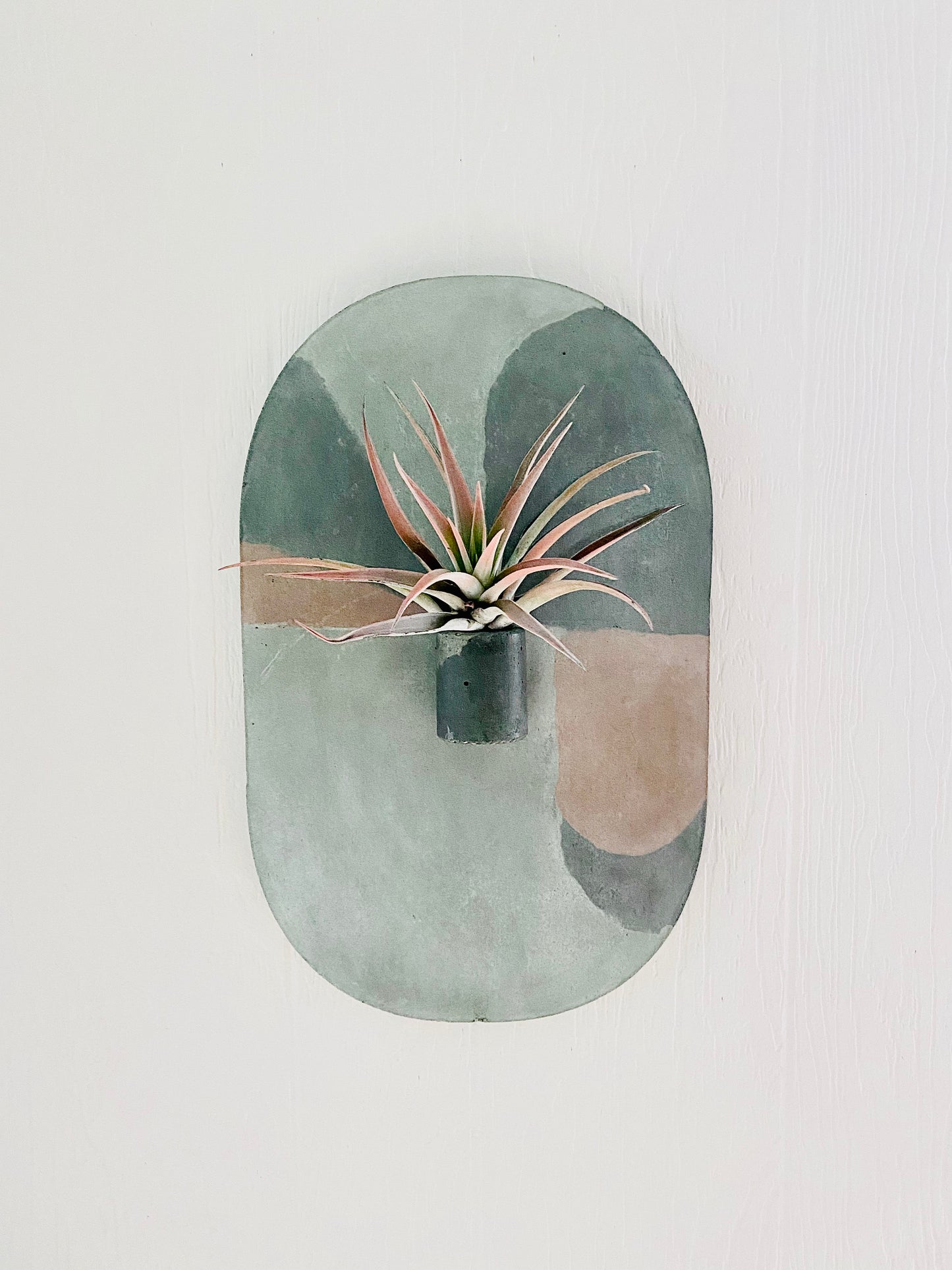 Rays & Roots Multi-colored Hanging Air Plant Art